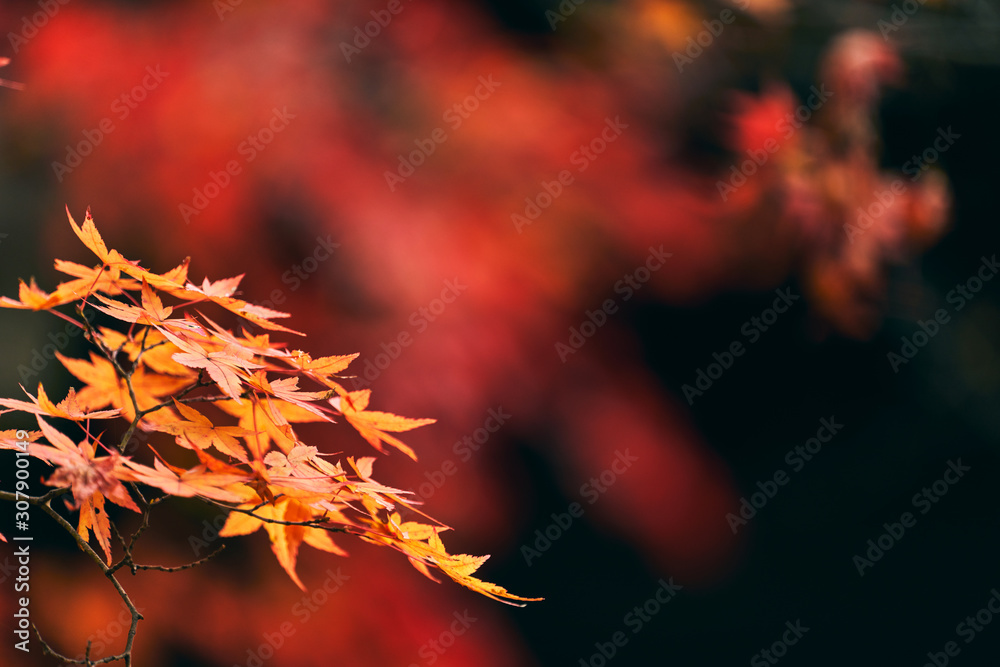 日本の秋 色付く紅葉