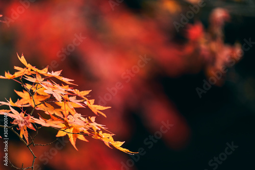日本の秋 色付く紅葉