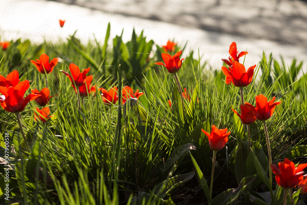 Fototapeta premium Red tulips