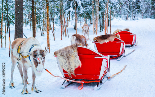Reindeer sleigh in Finland in Rovaniemi at Lapland farm. Christmas sledge at winter sled ride safari with snow Finnish Arctic north pole. Fun with Norway Saami animals. © Roman Babakin
