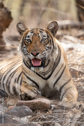 angry tiger face portrait with expression mouth open showing canines during summer season safari to buffer zone at ranthambore national park or tiger reserve, rajasthan, india - panthera tigris tigris