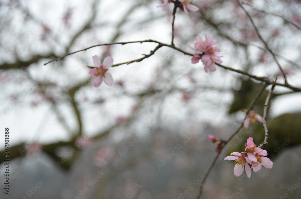 cherry blossom branches at prague