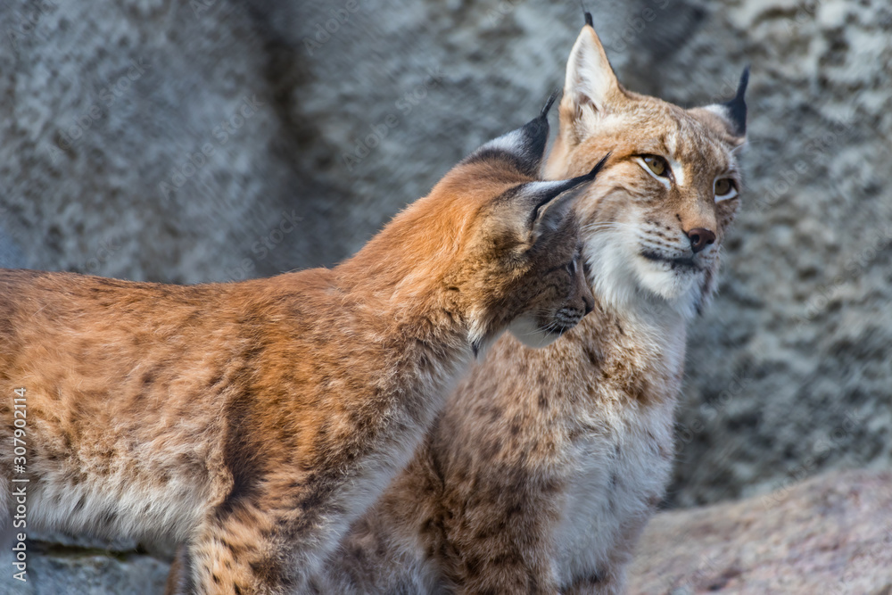 Lynx with a cub on a rock Lynx with a cub on a rock