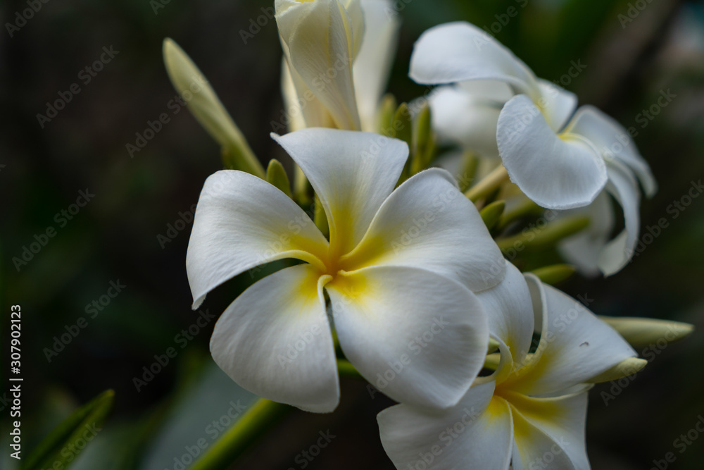 Fototapeta premium white flower