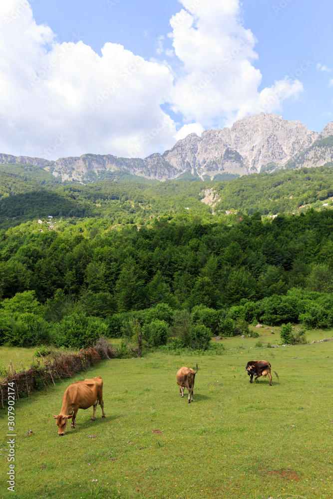 Valley of Theth with a herd of cows in the dinaric alps in Albania