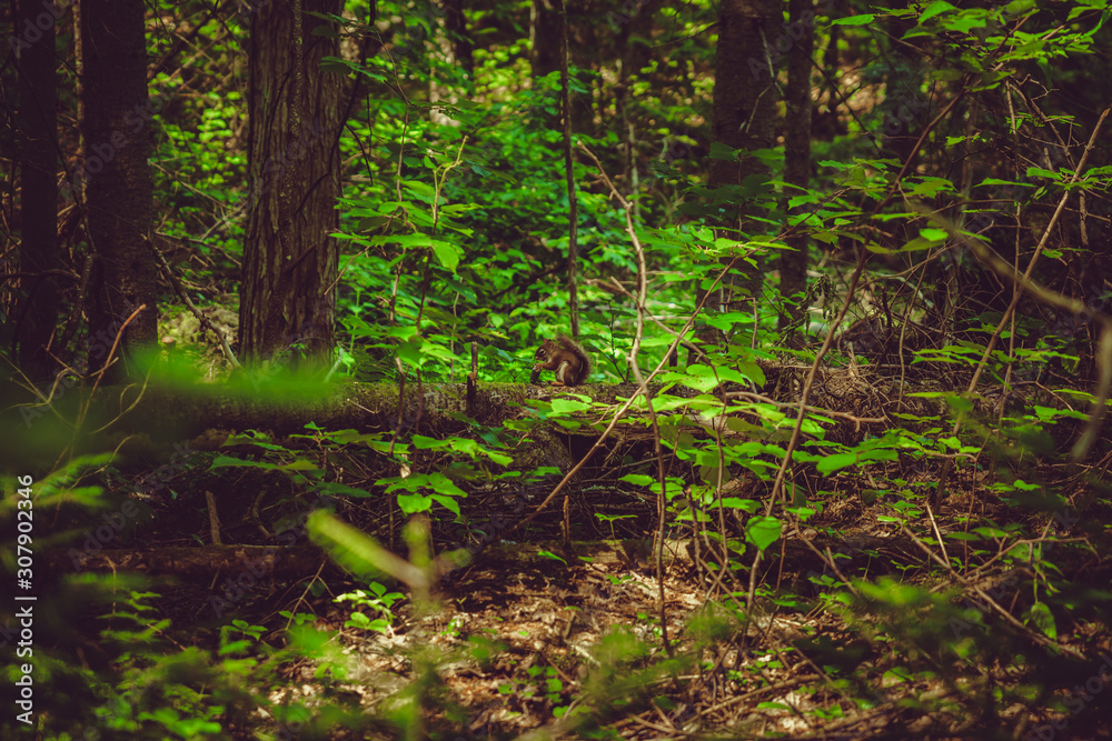 Obraz premium Wild squirrel eating in deep forest