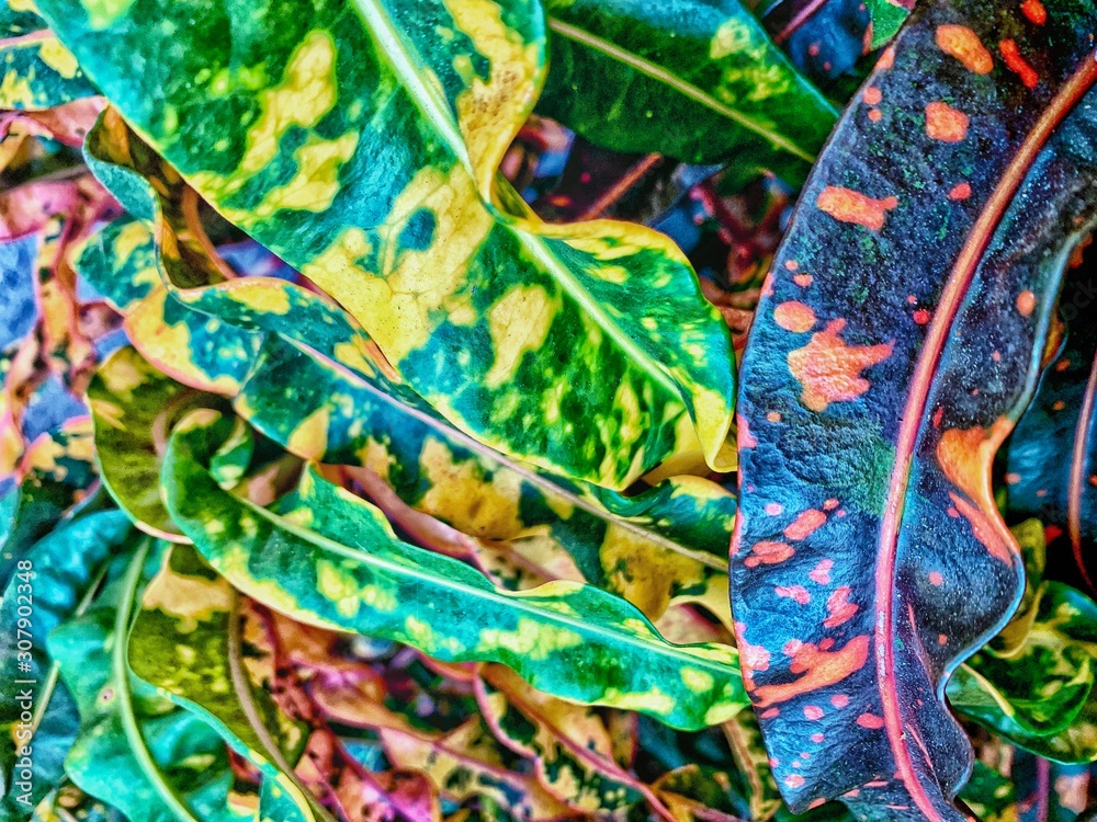 colorful leaves of the Croton Petra plant