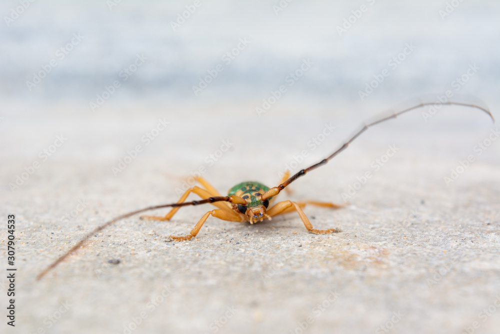Cerambycidae with long antennae, perched on the ground. Longicorn beetles. Insect. Cerambycidae with long antennae, perched on the ground. Longicorn beetles. Insect.