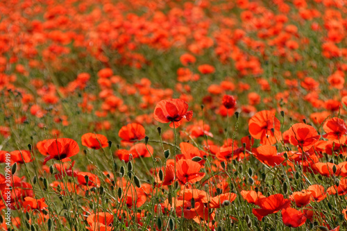 coquelicot