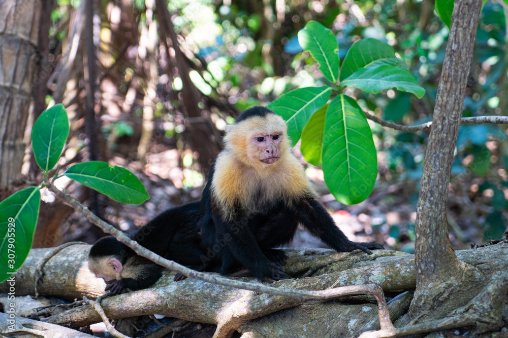 Monkey Monkey