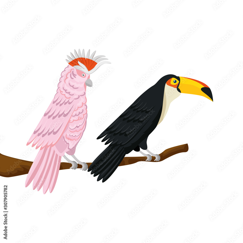 Fototapeta premium parrot pink with toucan on branch isolated icon vector illustration design