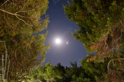 Night sky trees with moon © FabriZiock