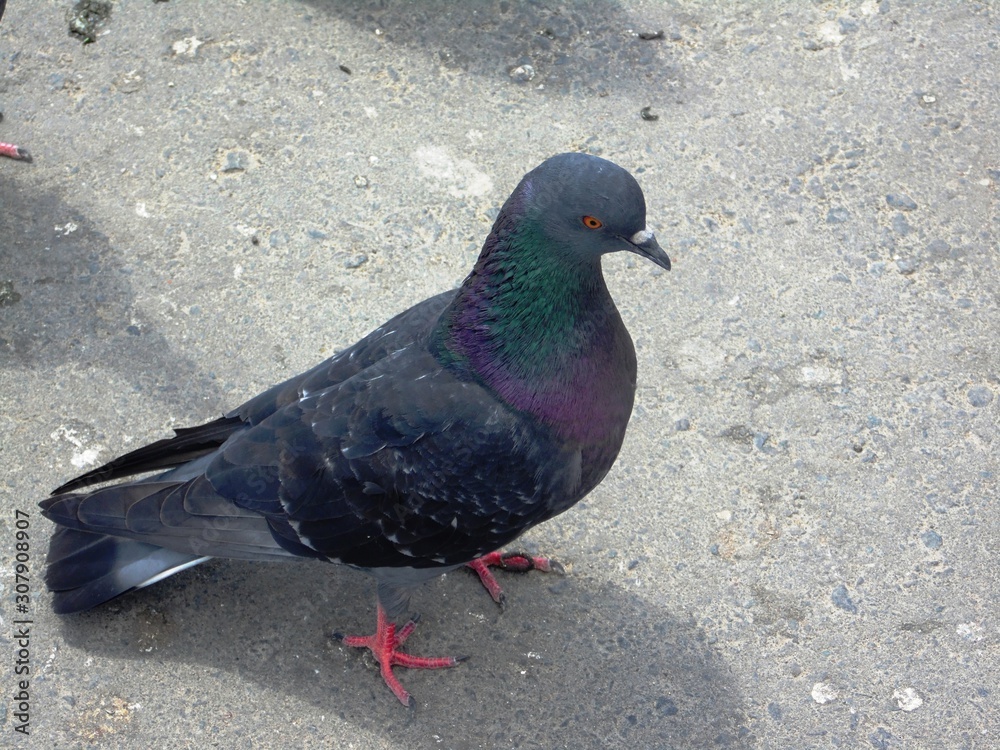 pigeon on a background pigeon on a background