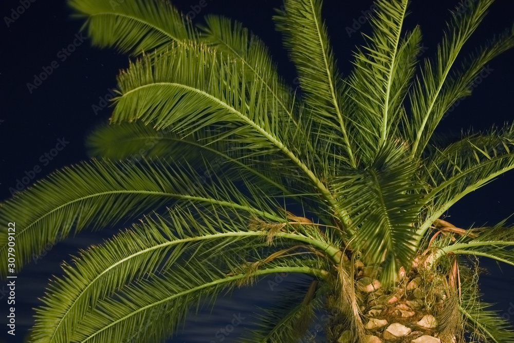 Palm Leafs by Night in the Garden Palm Leafs by Night in the Garden
