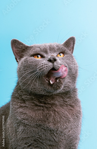 British cat on a blue background licks and shows tongue
