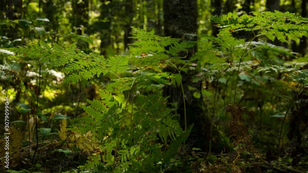 Time lapse. Sunny day in the forest. Mysterious and mysterious forest. Time lapse. Sunny day in the forest. Mysterious and mysterious forest.