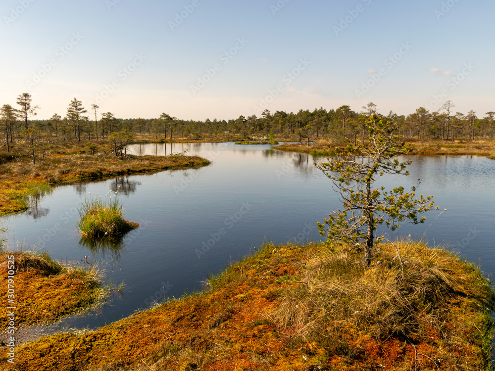 beautiful landscape with swamps and swamp lakes beautiful landscape with swamps and swamp lakes