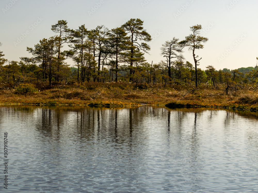 beautiful landscape with swamps and swamp lakes beautiful landscape with swamps and swamp lakes