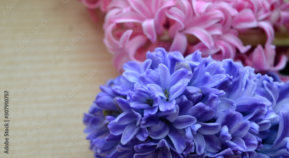 Pink and blue hyacinth flowers on a wooden background. Beautiful gentle natural composition. The concept of spring, freshness, Easter, 8 March Pink and blue hyacinth flowers on a wooden background. Beautiful gentle natural composition. The concept of spring, freshness, Easter, 8 March