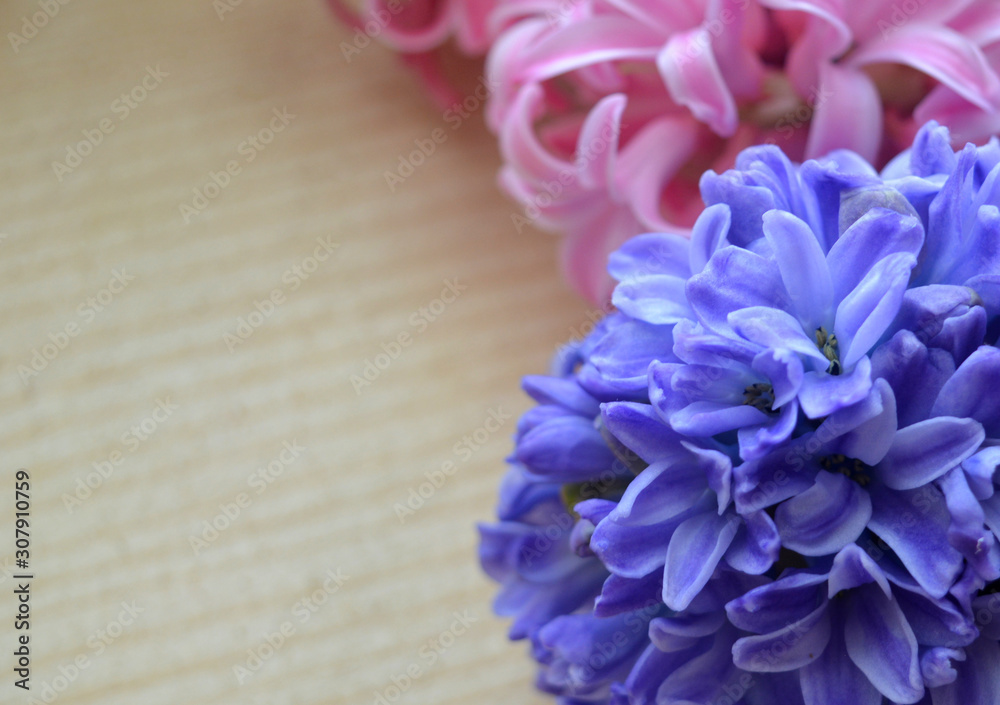 Pink and blue hyacinth flowers on a wooden background. Beautiful gentle natural composition. The concept of spring, freshness, Easter, 8 March Pink and blue hyacinth flowers on a wooden background. Beautiful gentle natural composition. The concept of spring, freshness, Easter, 8 March