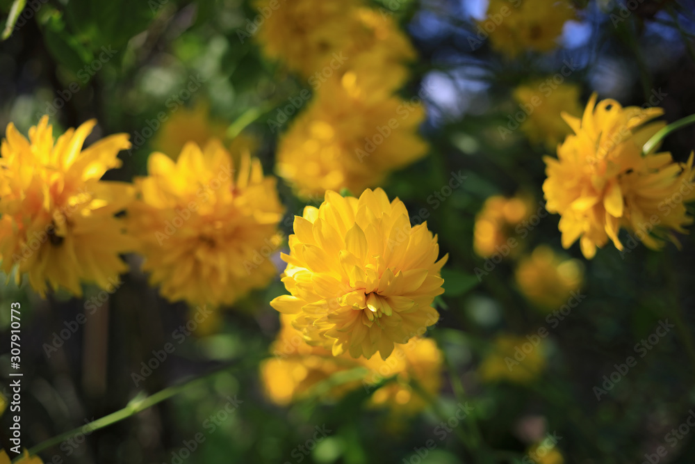 bright yellow blooming autumn flowers, Rudbeckia laciniata bright yellow blooming autumn flowers, Rudbeckia laciniata