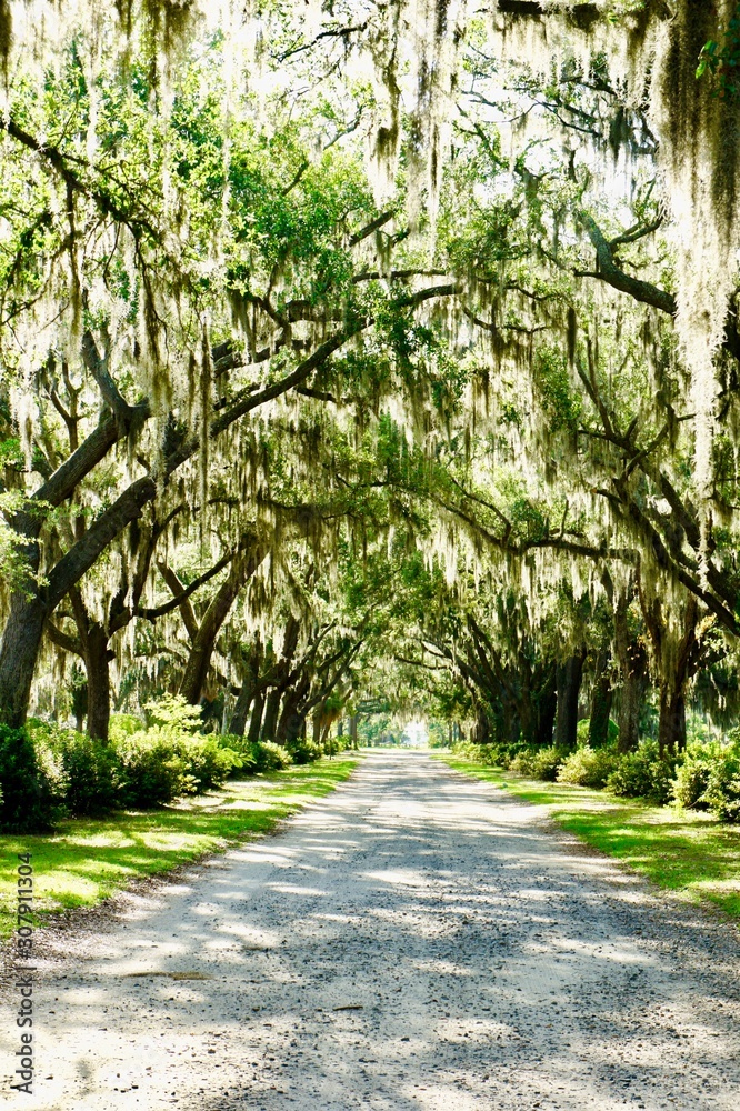 Spanish Moss alley in Savannah, Georgia, USA