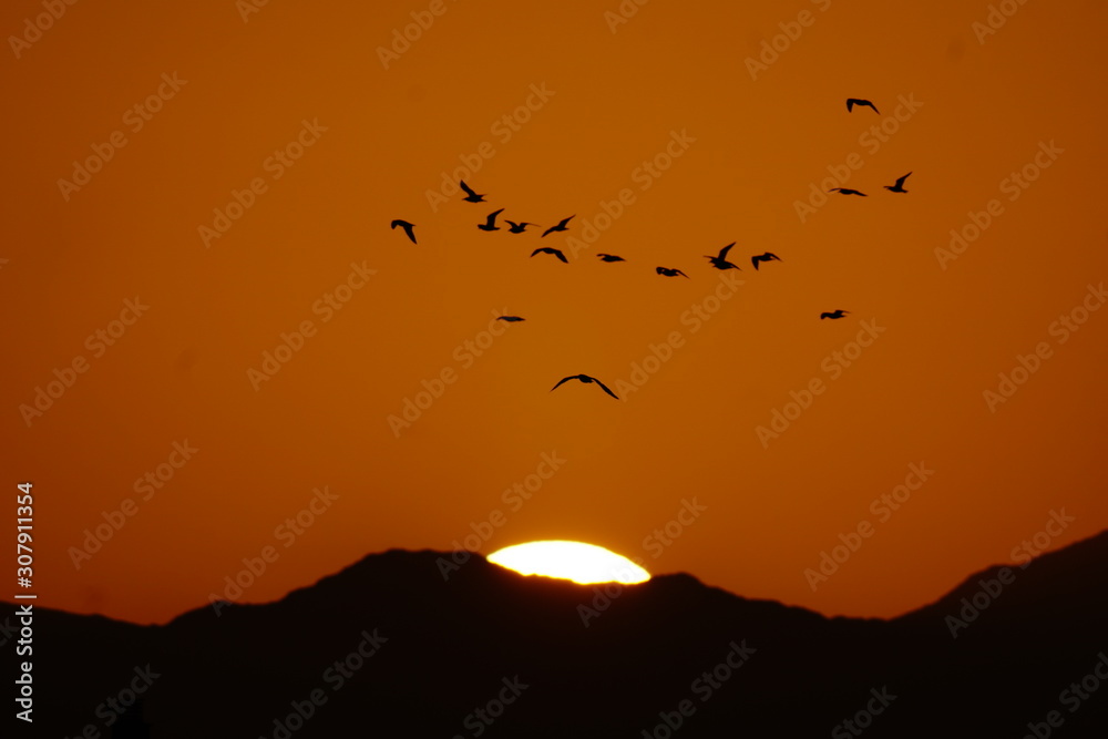 birdes flying on sunset  white solar disk  puesta de sol disco solar