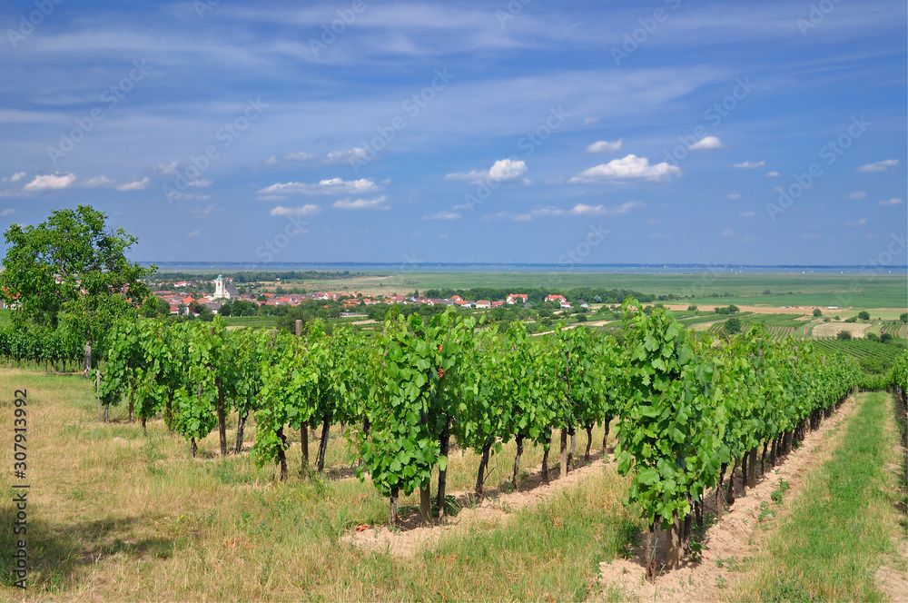 Blick auf den Weinort Oggau am Neusiedlersee,Burgenland,Österreich