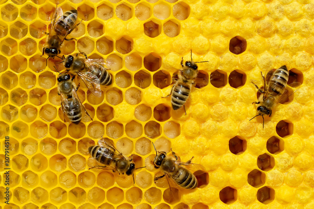 Bees on a cell with larvae. Bees Broods. Bees on a cell with larvae. Bees Broods.