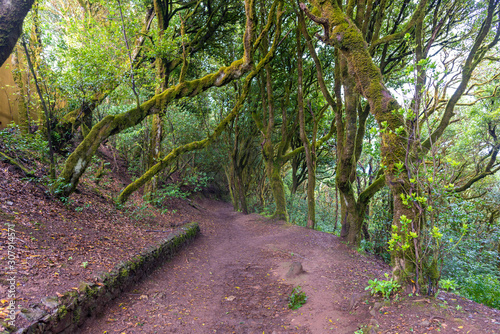 Hiking trail in Anaga  Tenerife  Canary Islands - Spain .