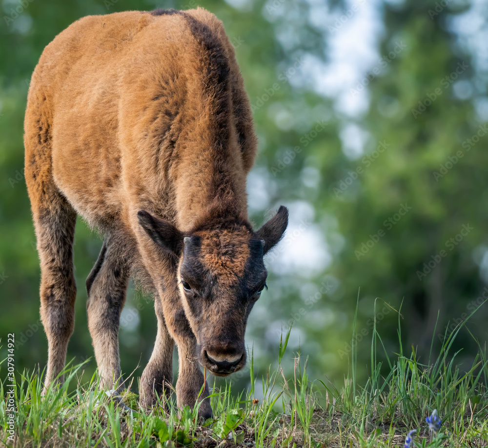 A Bison calf in the wild looking for a meal A Bison calf in the wild looking for a meal