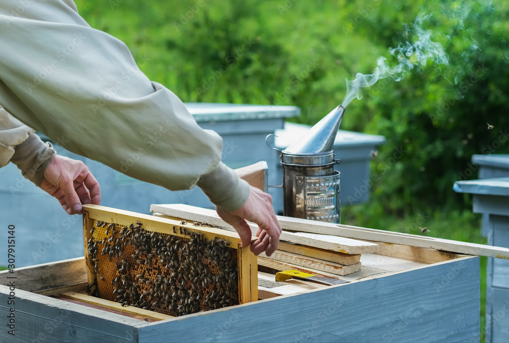 Beekeeper on apiary. Beekeeper is working with bees and beehives on the apiary. Beekeeper on apiary. Beekeeper is working with bees and beehives on the apiary.