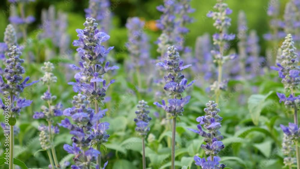 Beautiful flowers in the nature Beautiful flowers in the nature