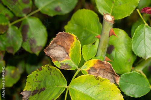 sick rose flowers and leaves in spots of rot. Protection against diseases and pests in the garden photo