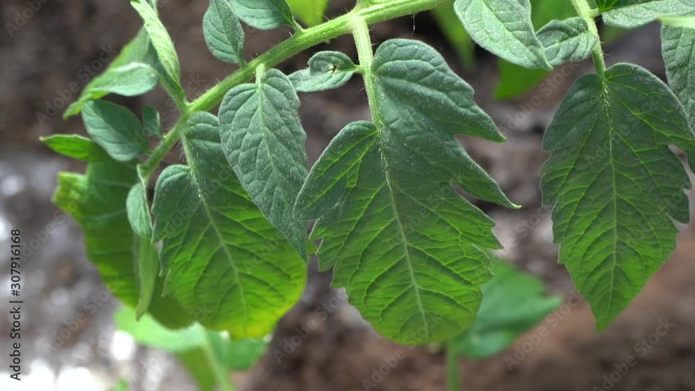 Tomato leaf on a garden bed. Watering the garden watering the seedlings gardening green organic seed Tomato leaf on a garden bed. Watering the garden watering the seedlings gardening green organic seed