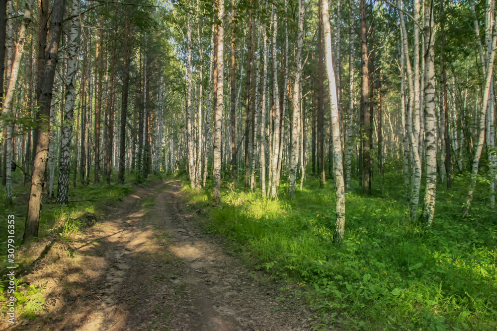 dirt road in mixed forest, tall trees, birches dirt road in mixed forest, tall trees, birches