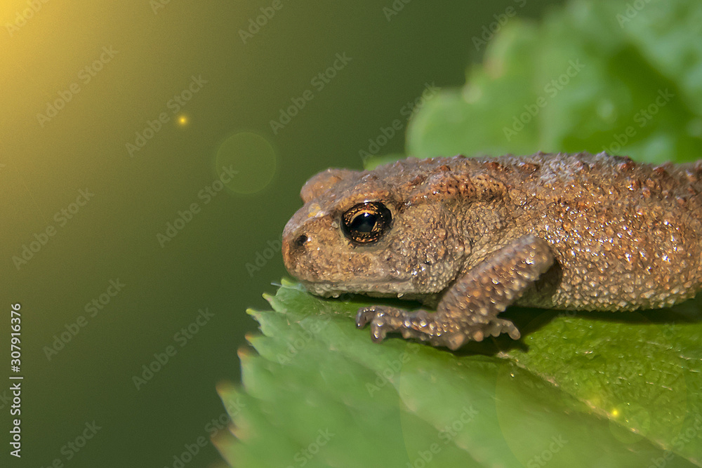 Fototapeta premium a small frog sits on a green leaf