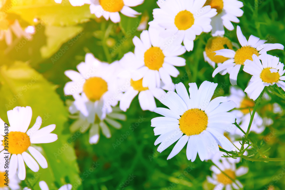 Obraz premium White chamomile on blurred background close-up