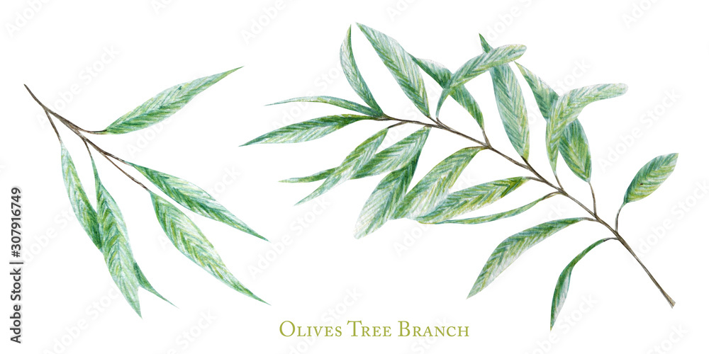 Watercolor green olive tree branch leaves set, Realistic olives ...
