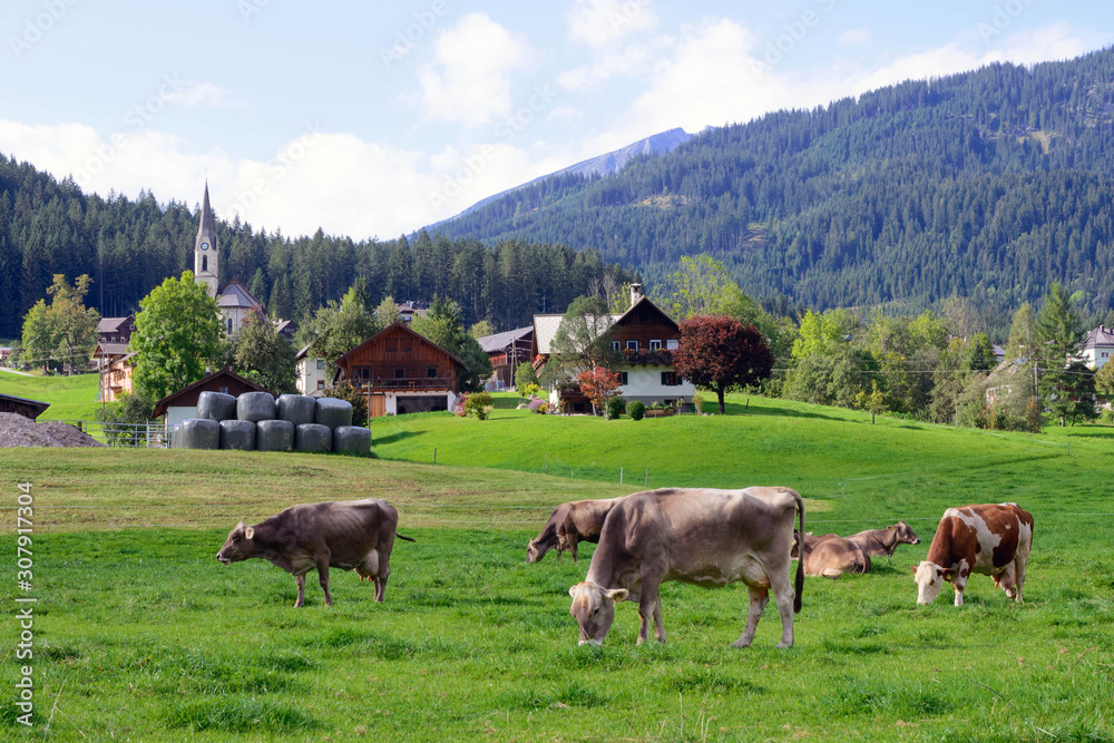 A cows grazes in a green meadow. Early morning in Austria. Traditional Austrian landscape: mountains, cozy houses and green lawns. Euro trip. Feeling of calm and stability.