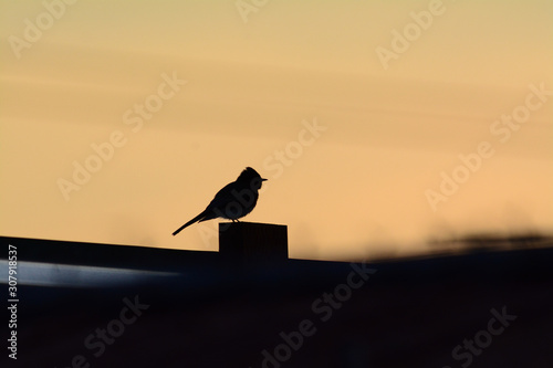 Small bird in silhouette against orangish sky.