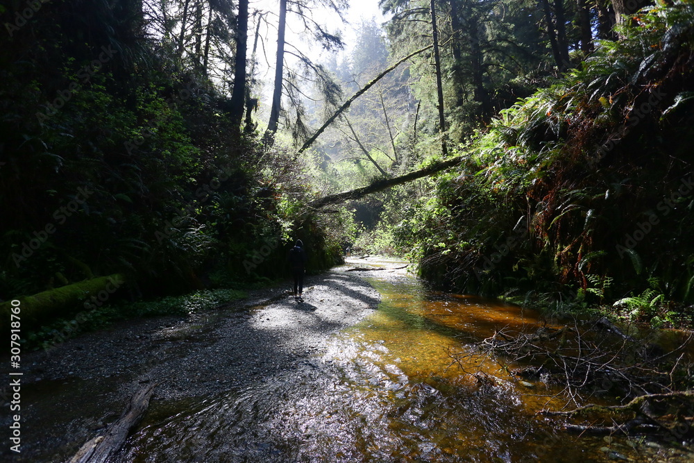 river in forest river in forest