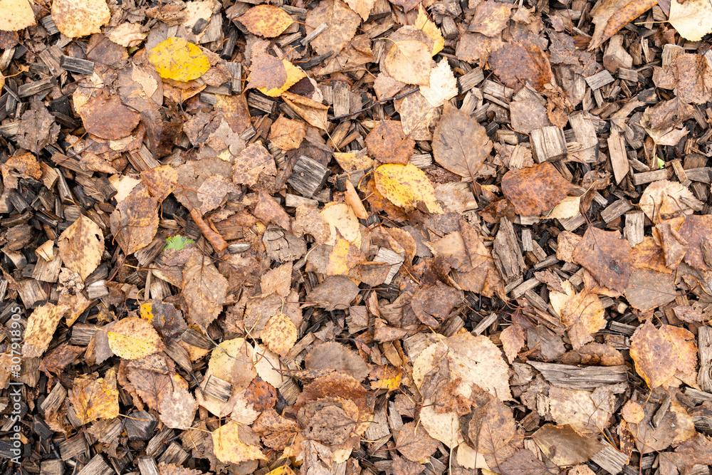 Texture of autumn yellow fallen leaves Texture of autumn yellow fallen leaves