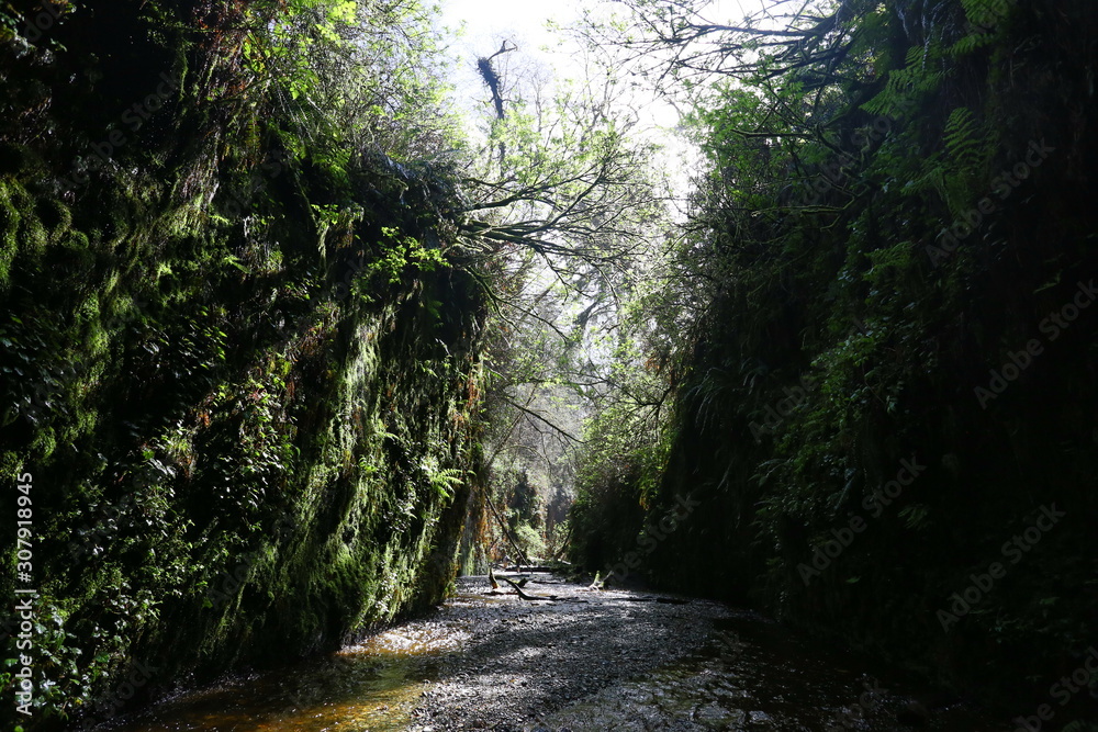 Fototapeta premium path in the forest