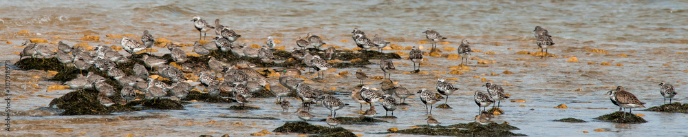 oiseau d'eau divers oiseau d'eau divers