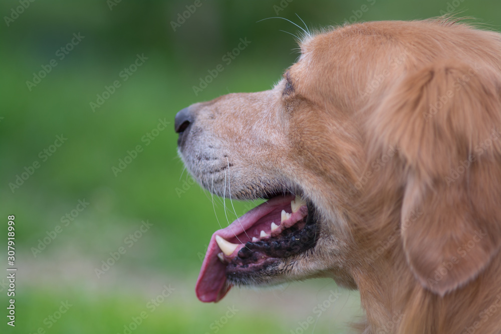 Golden Retriever profile head shot. Golden Retriever profile head shot.