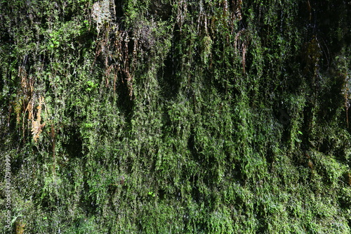 moss on tree