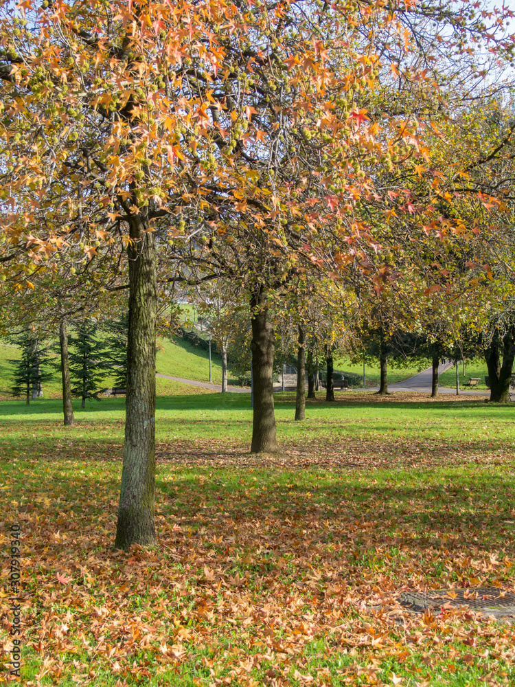 Trees in line in a park with grass covered with dry leaves