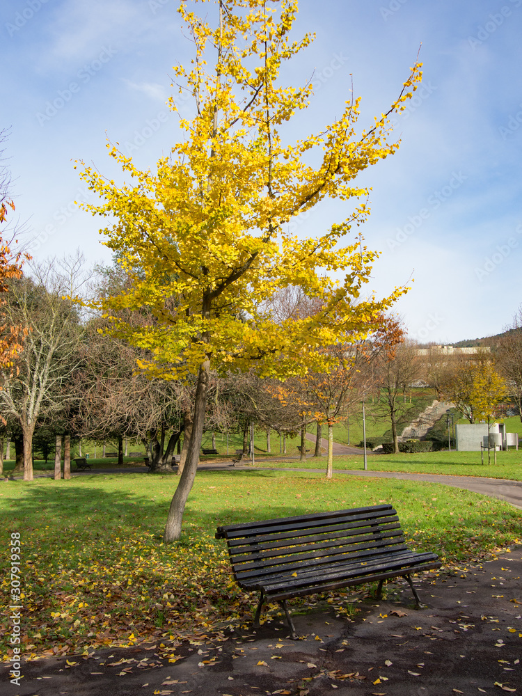 Tree with yellow leaves in autumn and bench in a park