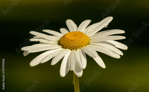 white daisy flower closeup from the side
